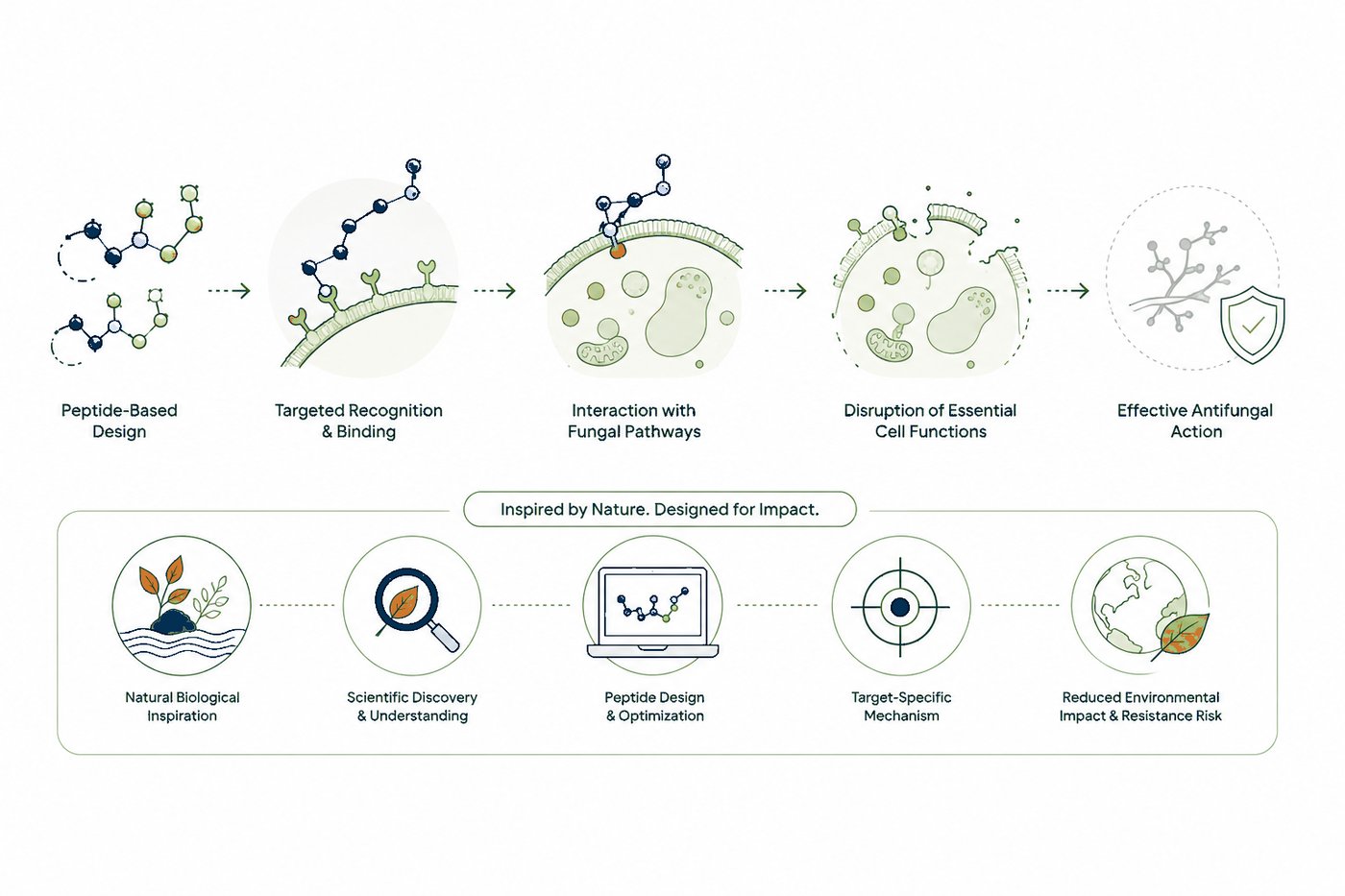 EKA-15 KS-PU peptide mechanism — antifungal technology targeting fungal membranes
